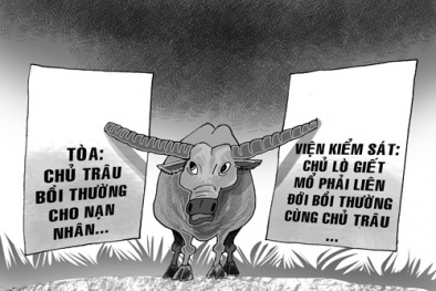 Người kiện... trâu